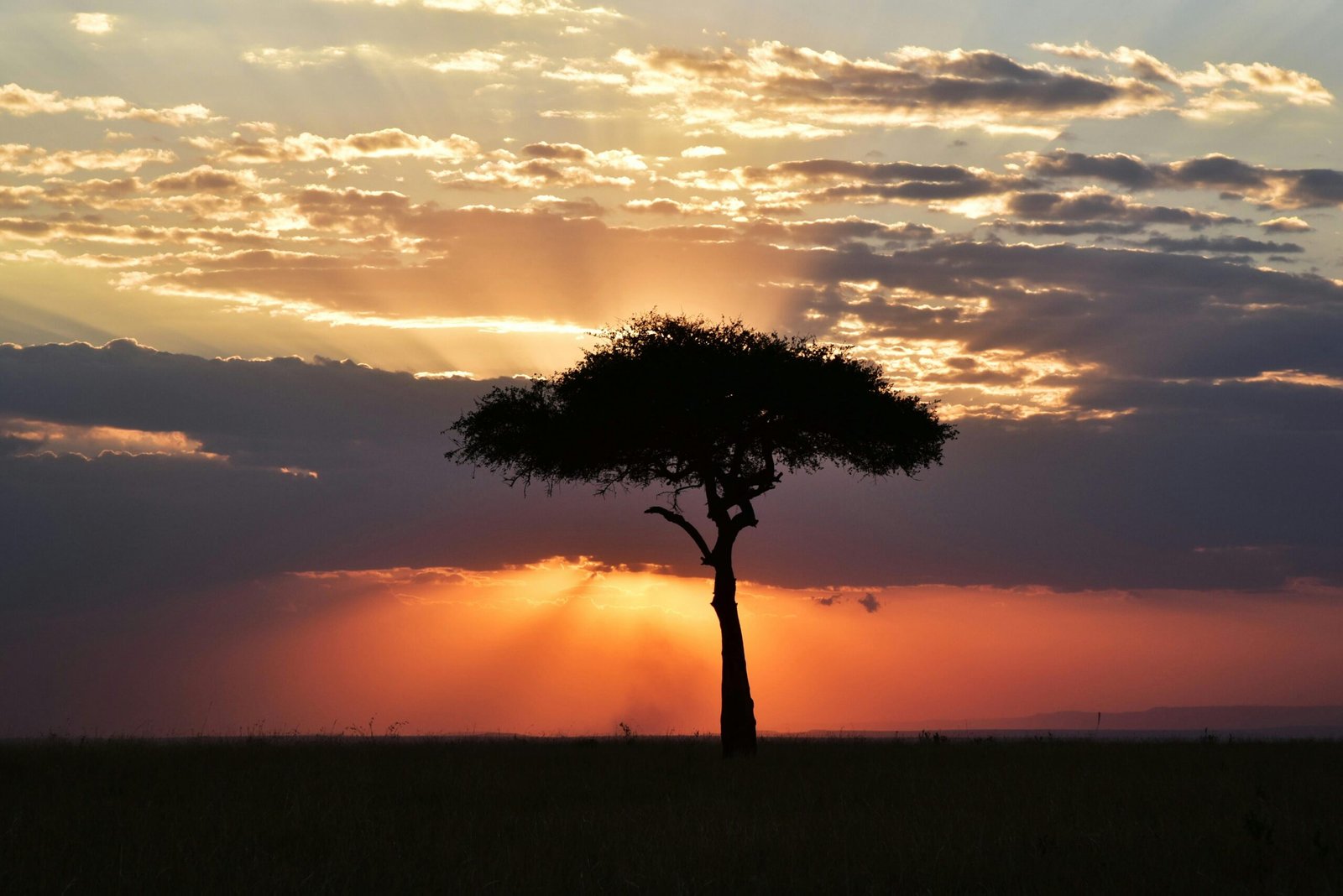 Dramatic sunset landscape in Tanzania highlighting a lone tree silhouette against a vibrant sky.