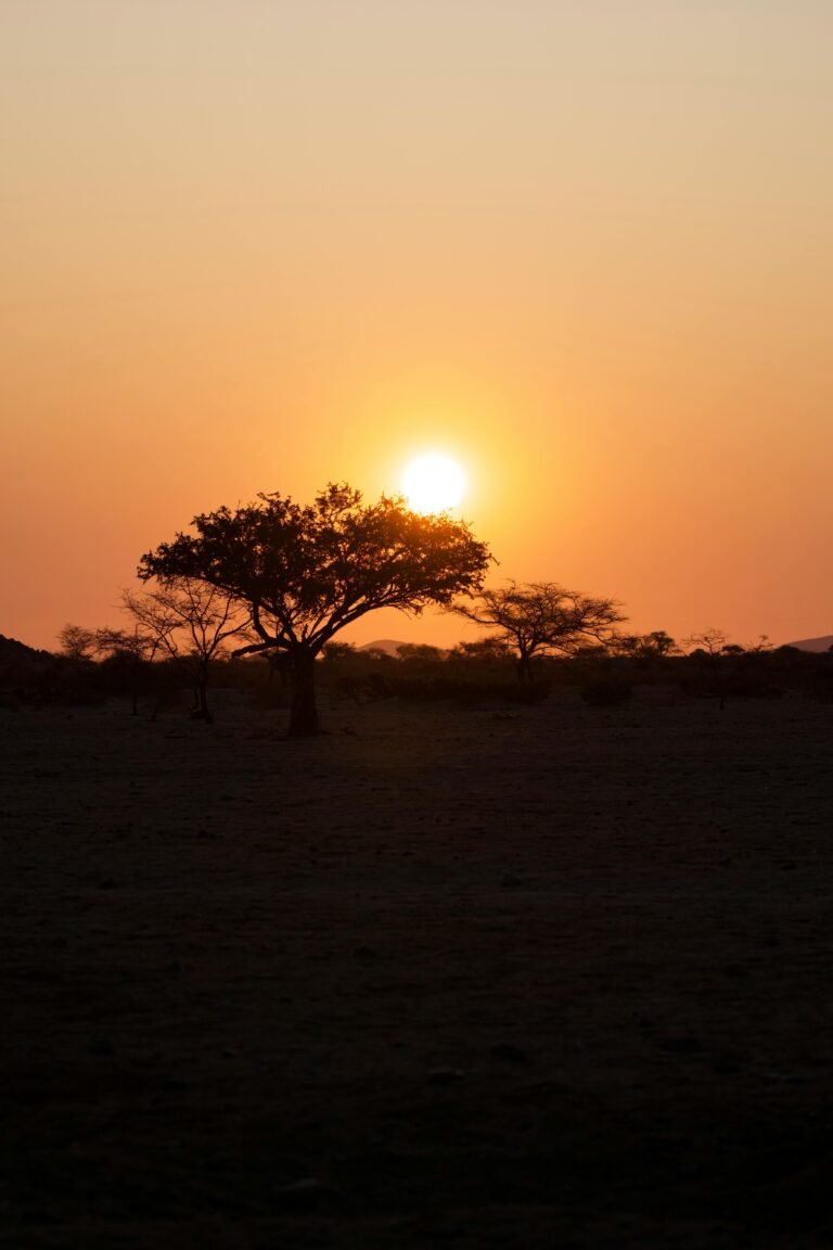 A breathtaking sunset in Namibia with an acacia tree silhouette and vibrant orange sky.